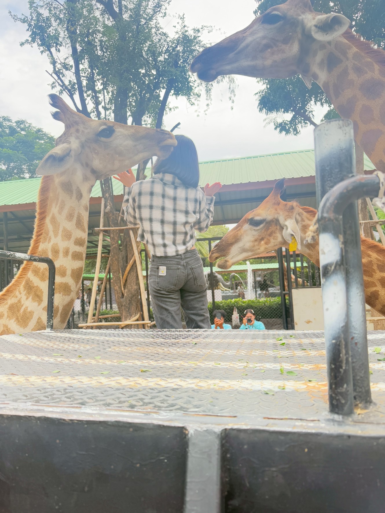 Safari Park Feeding Experience